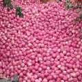 chinese red apples fresh apple fruit